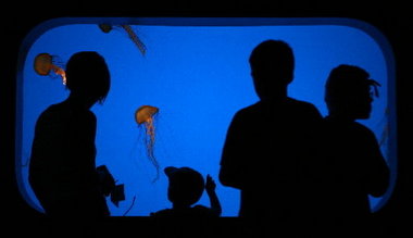 Jelly Tank